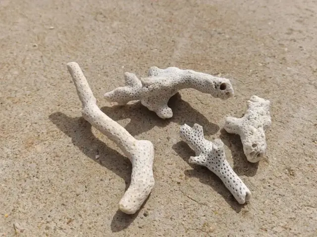 石珊瑚碎枝 石珊瑚碎枝