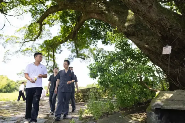 法官和林业部门负责人一起,为一棵樟榕合抱古树修补虫洞。 法官和林业部门负责人一起,为一棵樟榕合抱古树修补虫洞。