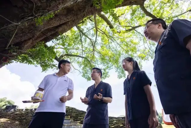 法官和林业部门负责人了解古树保护情况。 法官和林业部门负责人了解古树保护情况。